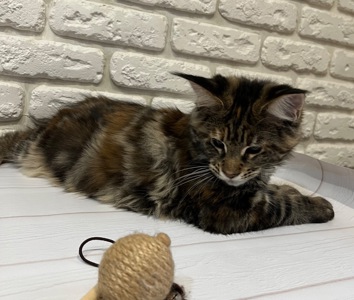 Кошеня Мейн-кун дівчинка