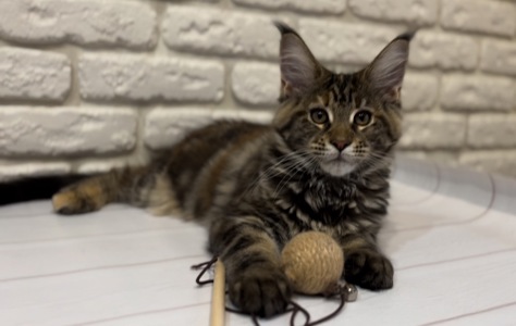 Кошеня Мейн-кун дівчинка