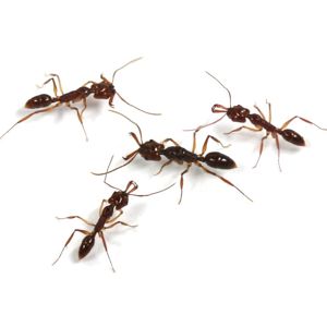 Купить муравей капканчик Odontomachus monticola в миниферме