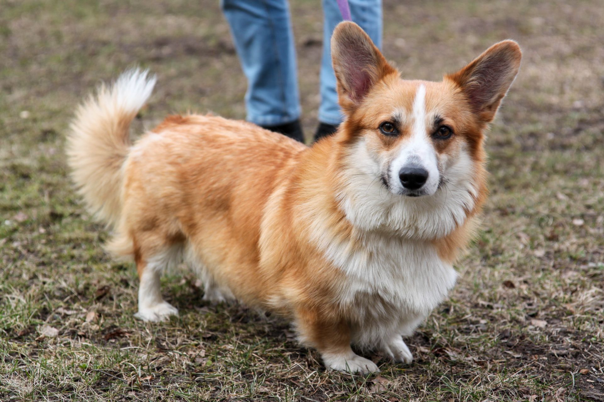 Вельш корги