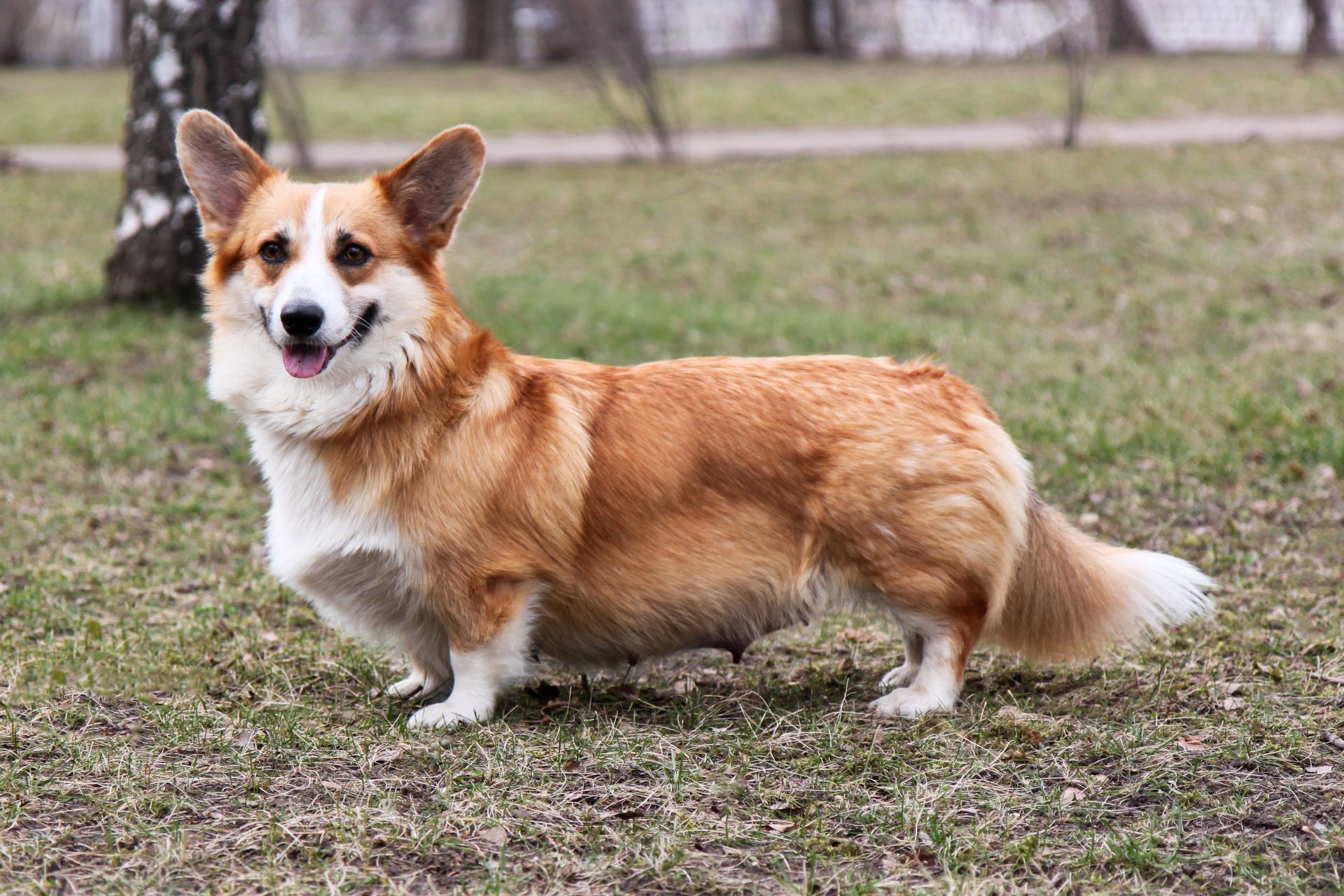 Вельш корги