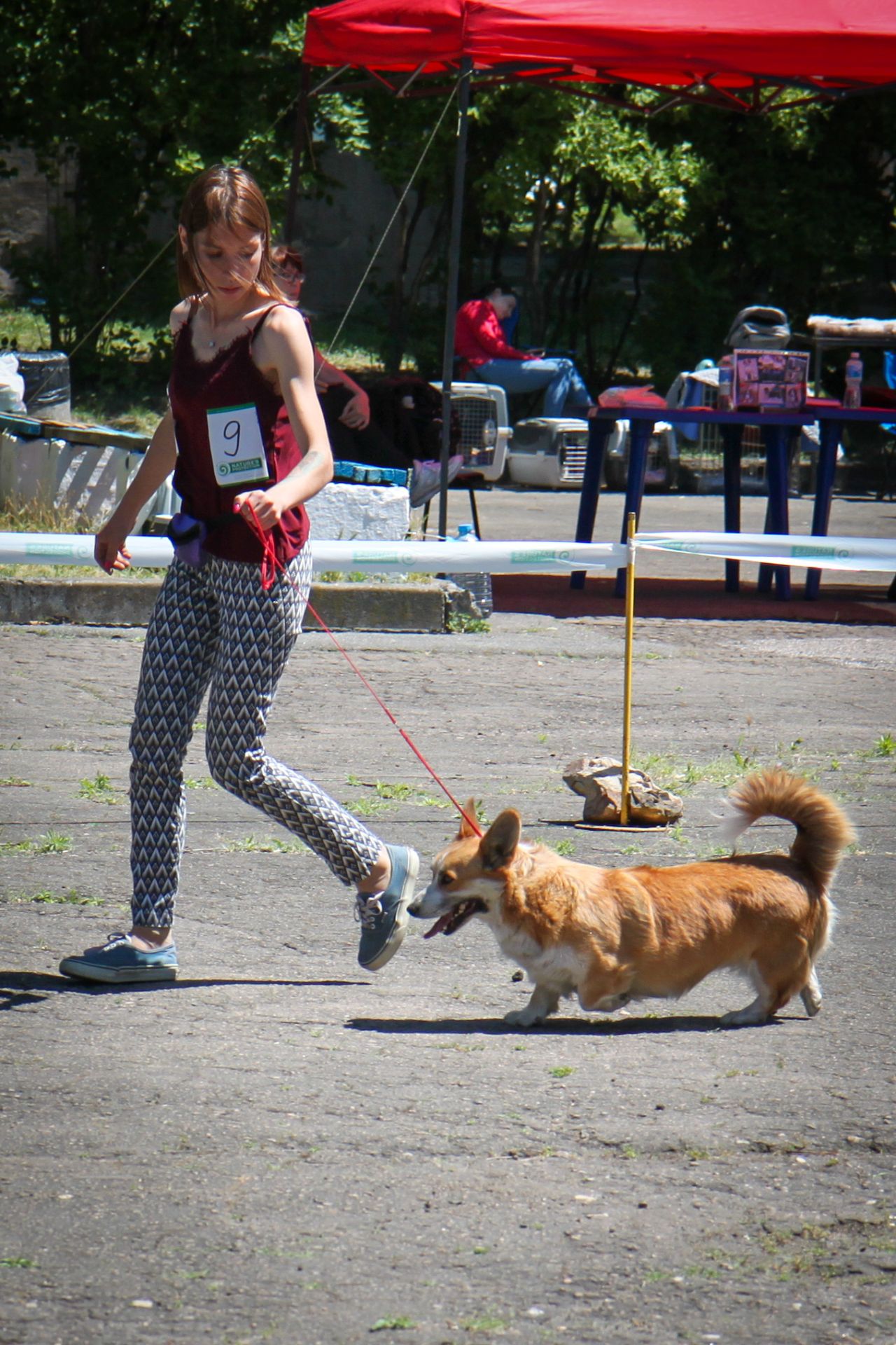 Вельш корги