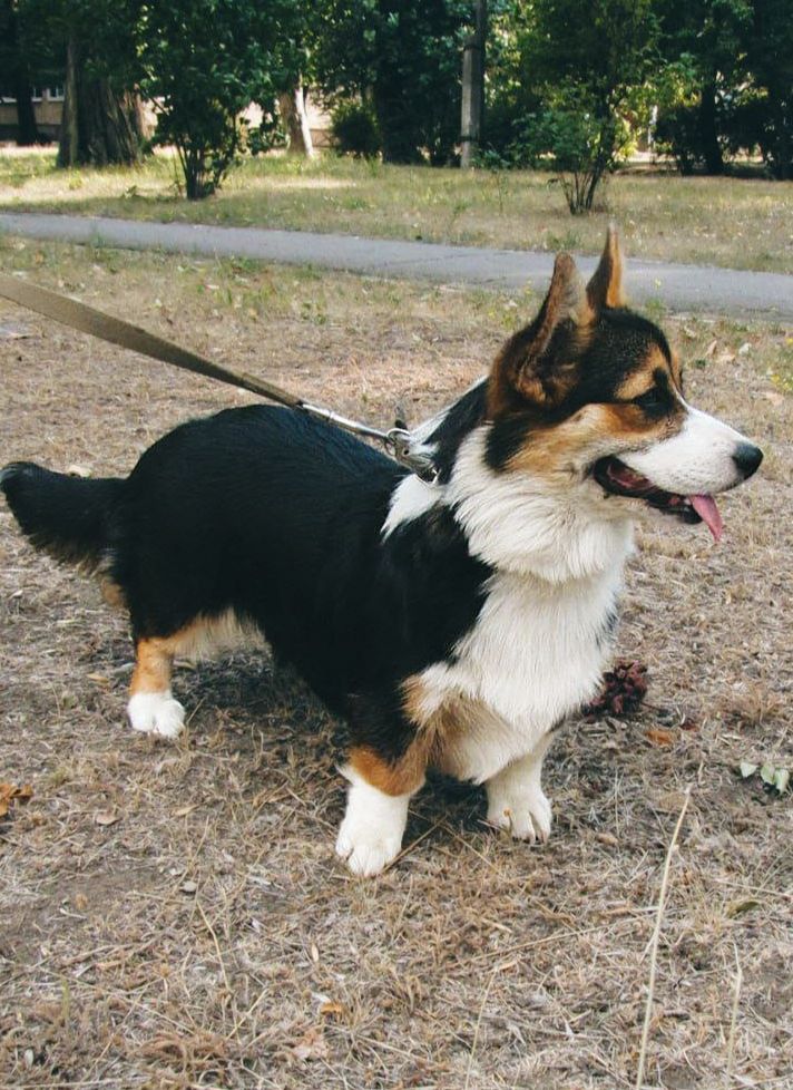 Вельш корги