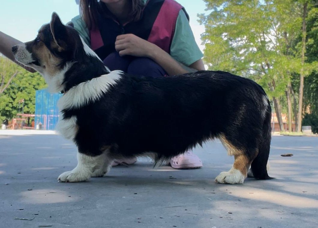 Вельш корги