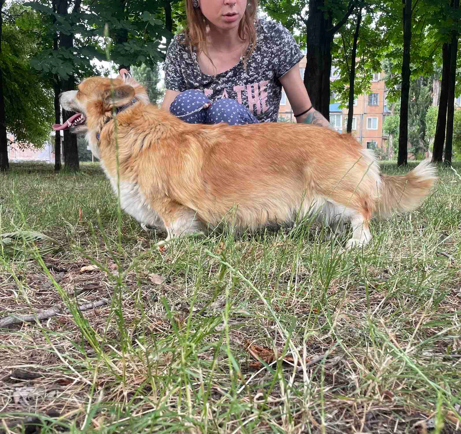 Вельш корги