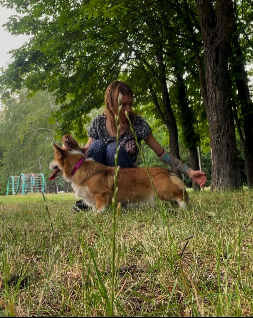 Вельш корги