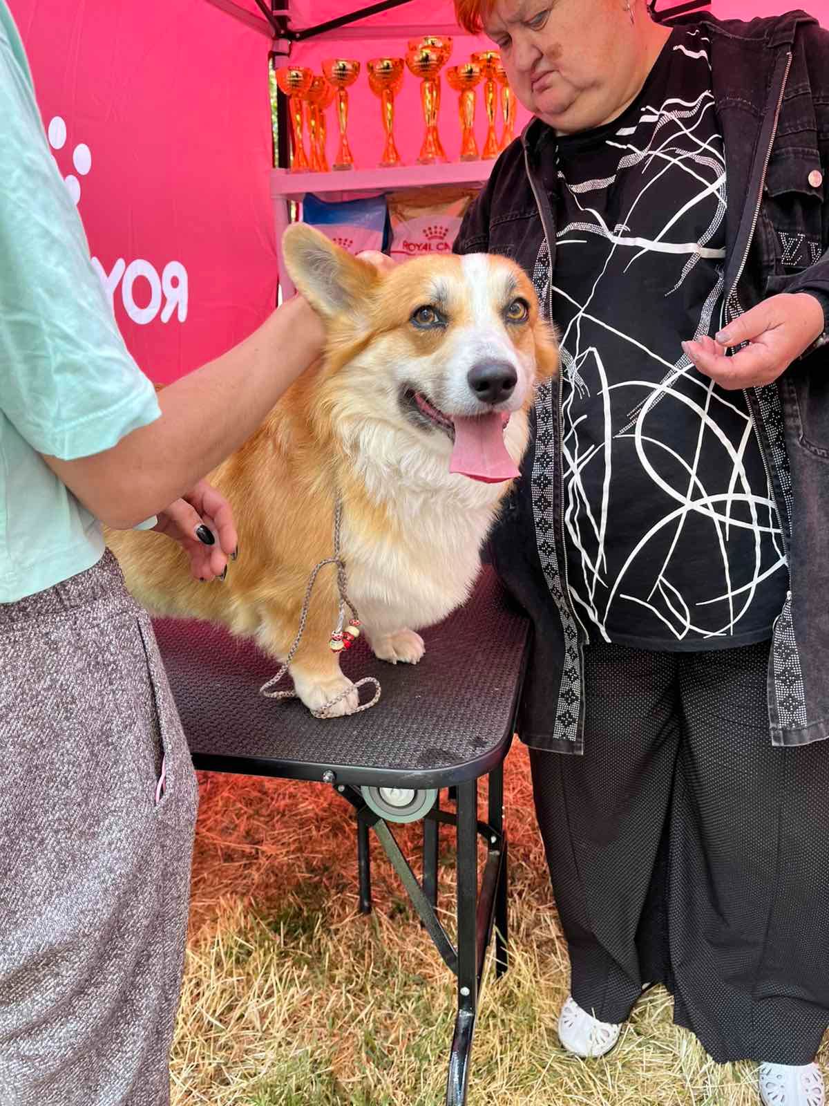 Вельш корги