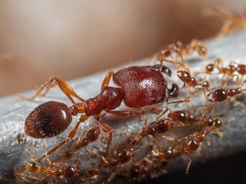 Купить Pheidole megacephala Африканский большеголовый муравей муравьиная ферма
