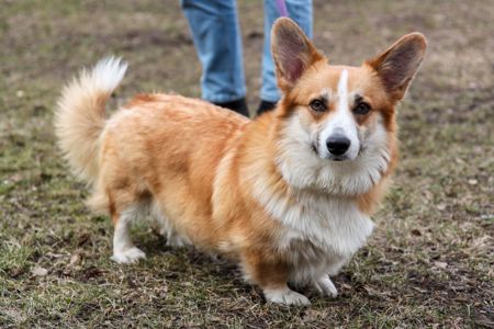 Вельш корги