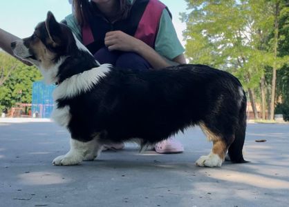 Вельш корги