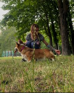 Вельш корги