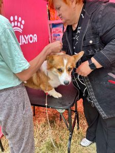 Вельш корги