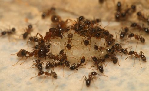 Купить Pheidole megacephala Африканский большеголовый муравей муравьиная ферма