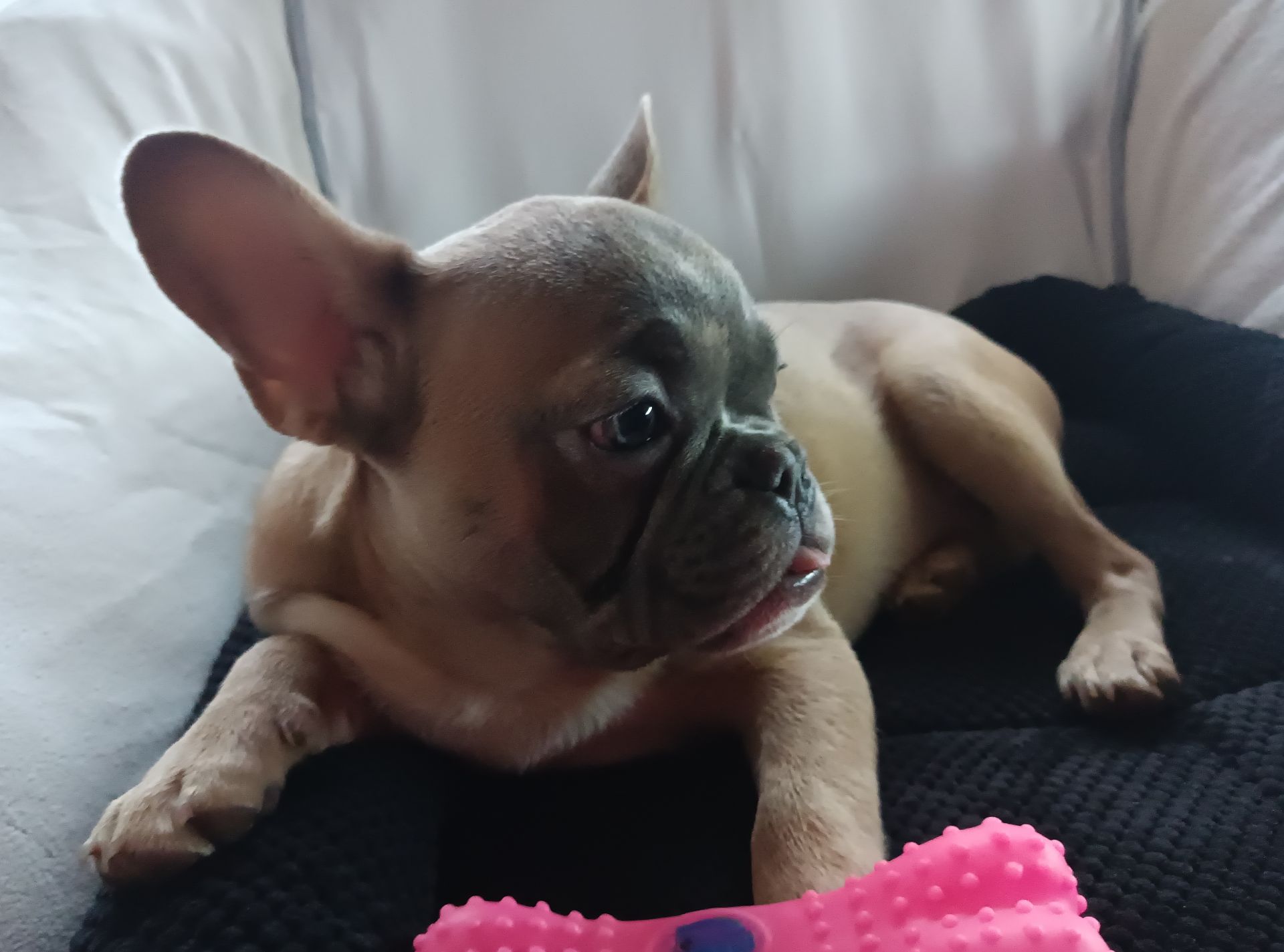 Чарівний подарунок на свята