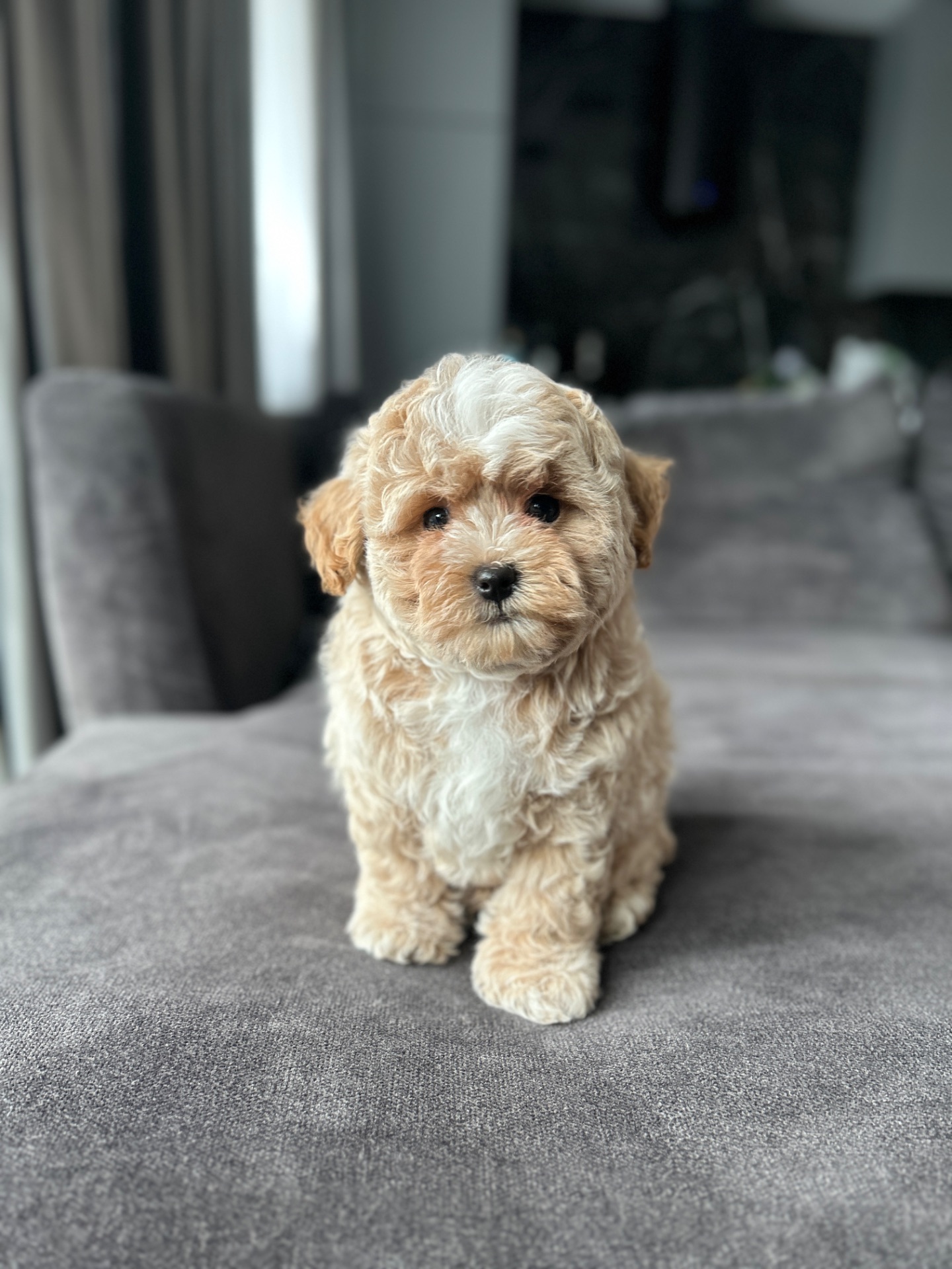 Невероятный мальчик мальтипу f1 беби фейс