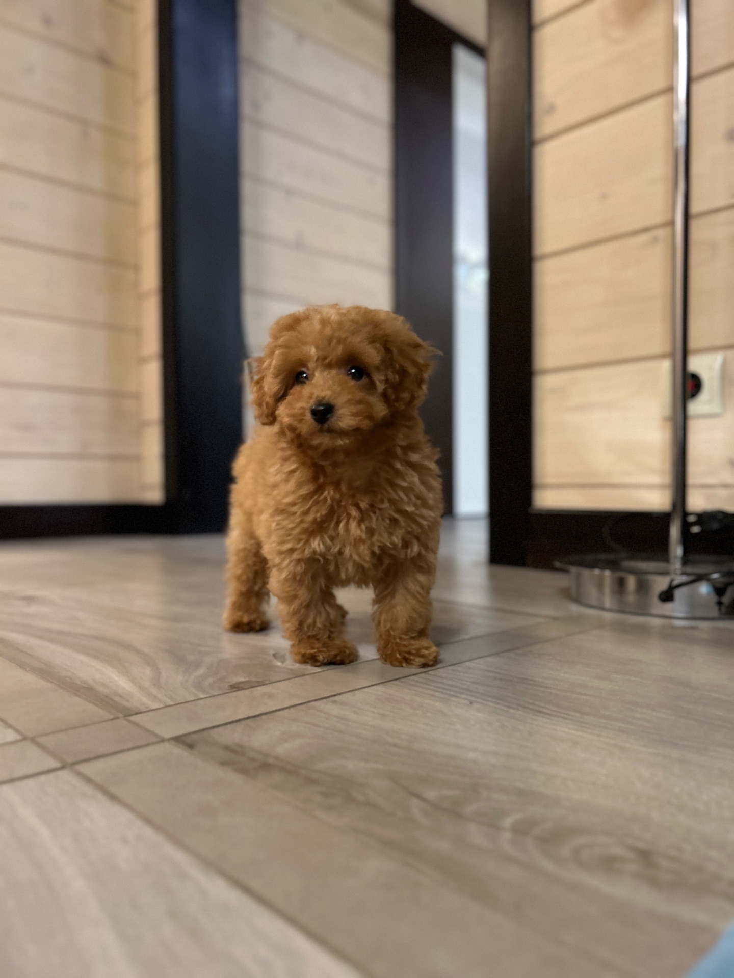 Красивенькая девочка мальтипу f2 Тедди