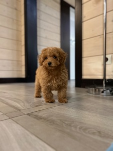 Красивенькая девочка мальтипу f2 Тедди