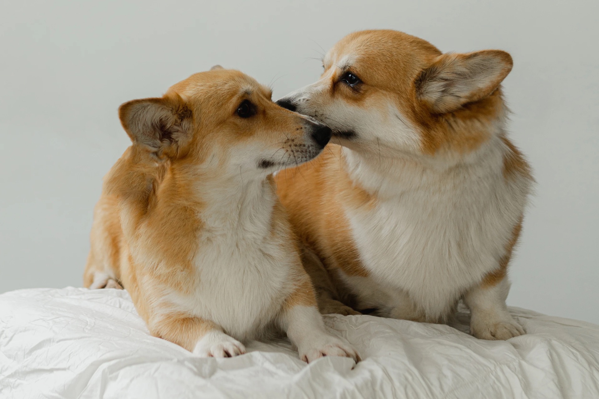 Цуценята Вельш-коргі пемброк