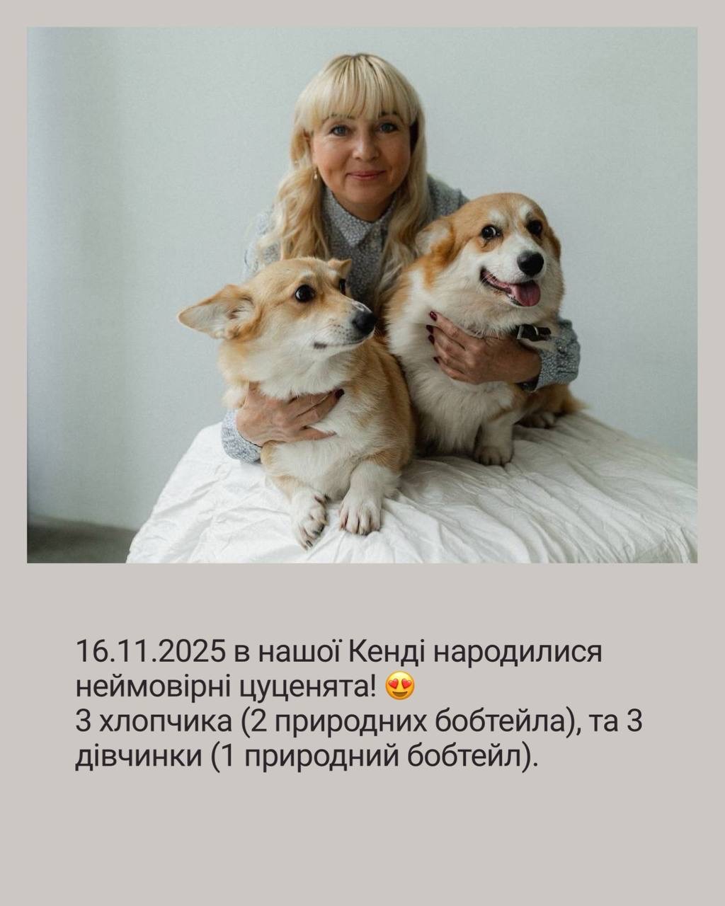 Цуценята Вельш-коргі пемброк