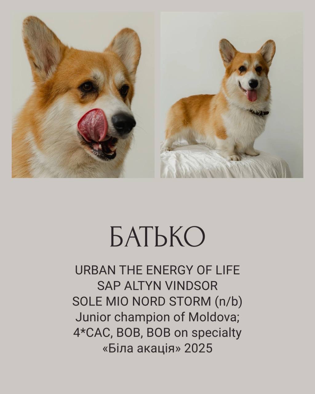 Цуценята Вельш-коргі пемброк