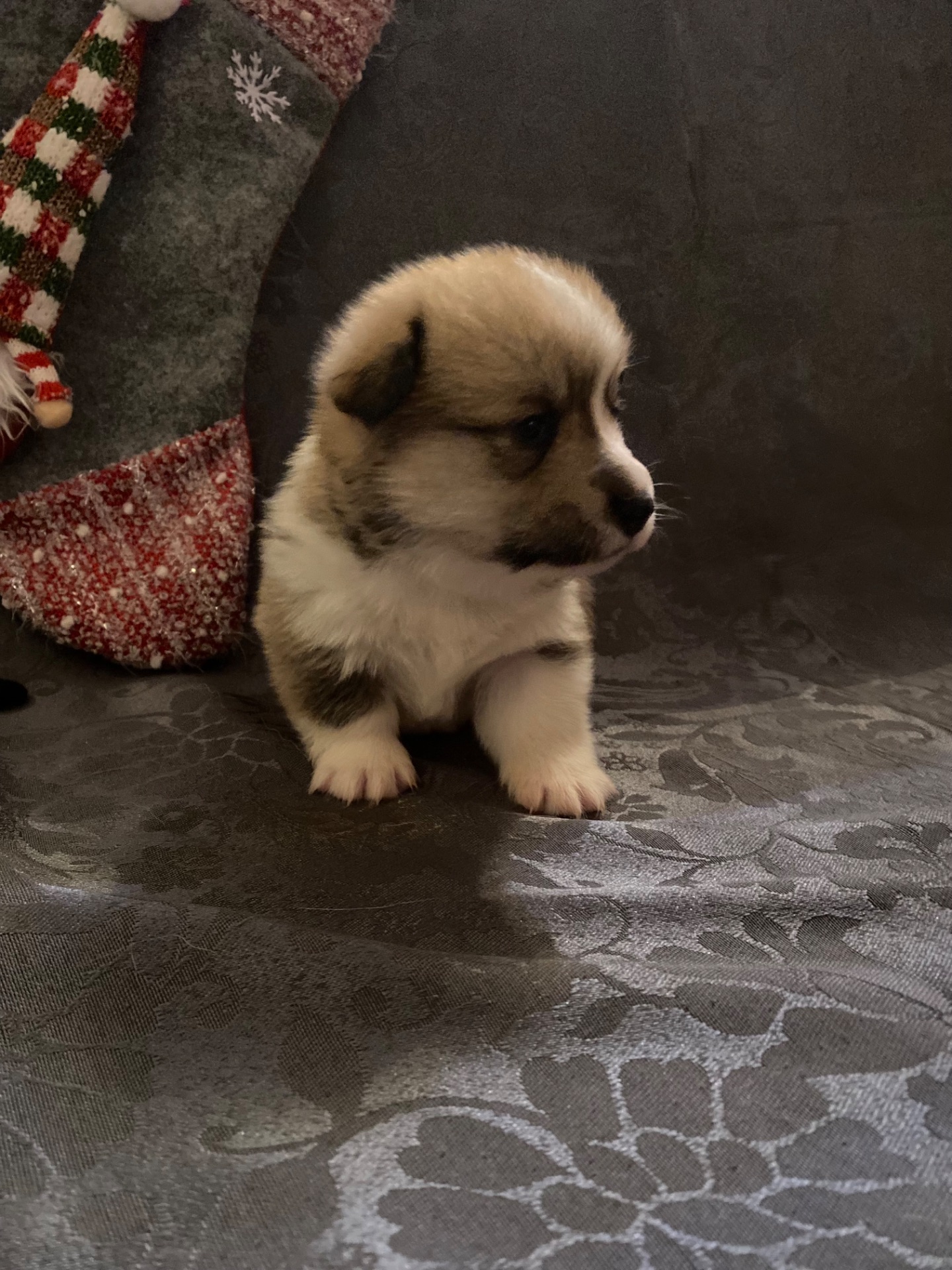 Цуценята Вельш-коргі пемброк