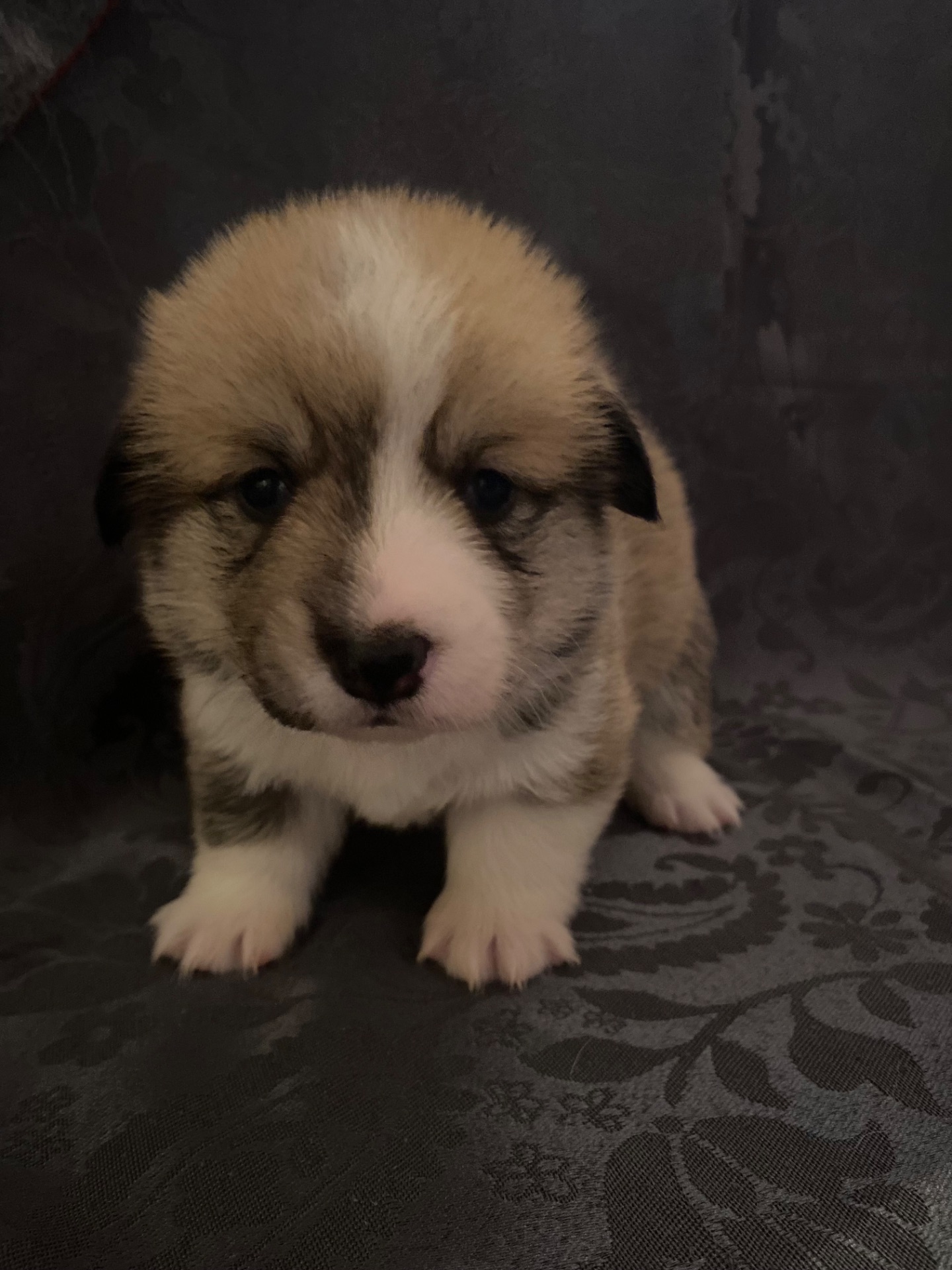 Цуценята Вельш-коргі пемброк