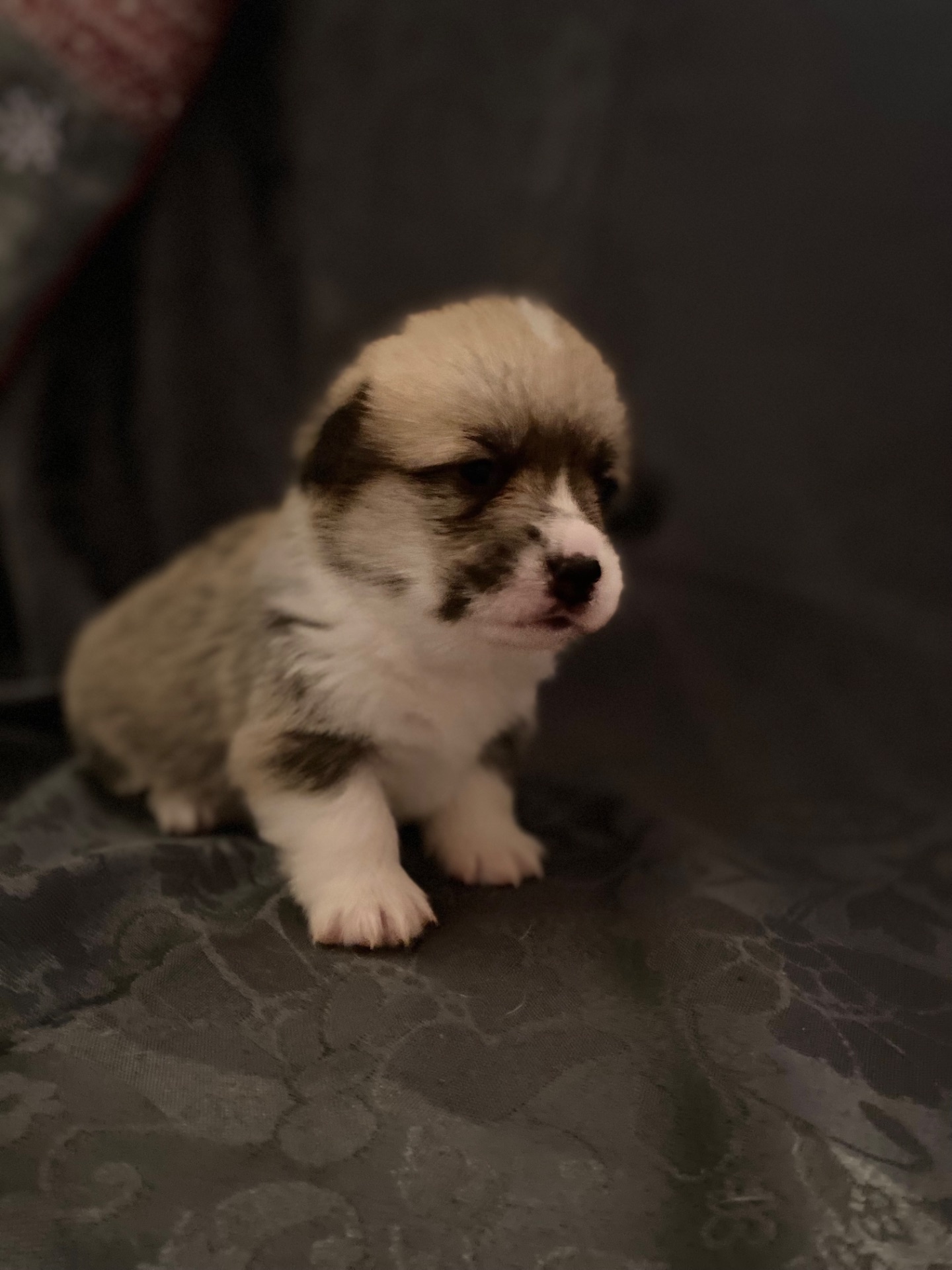 Цуценята Вельш-коргі пемброк