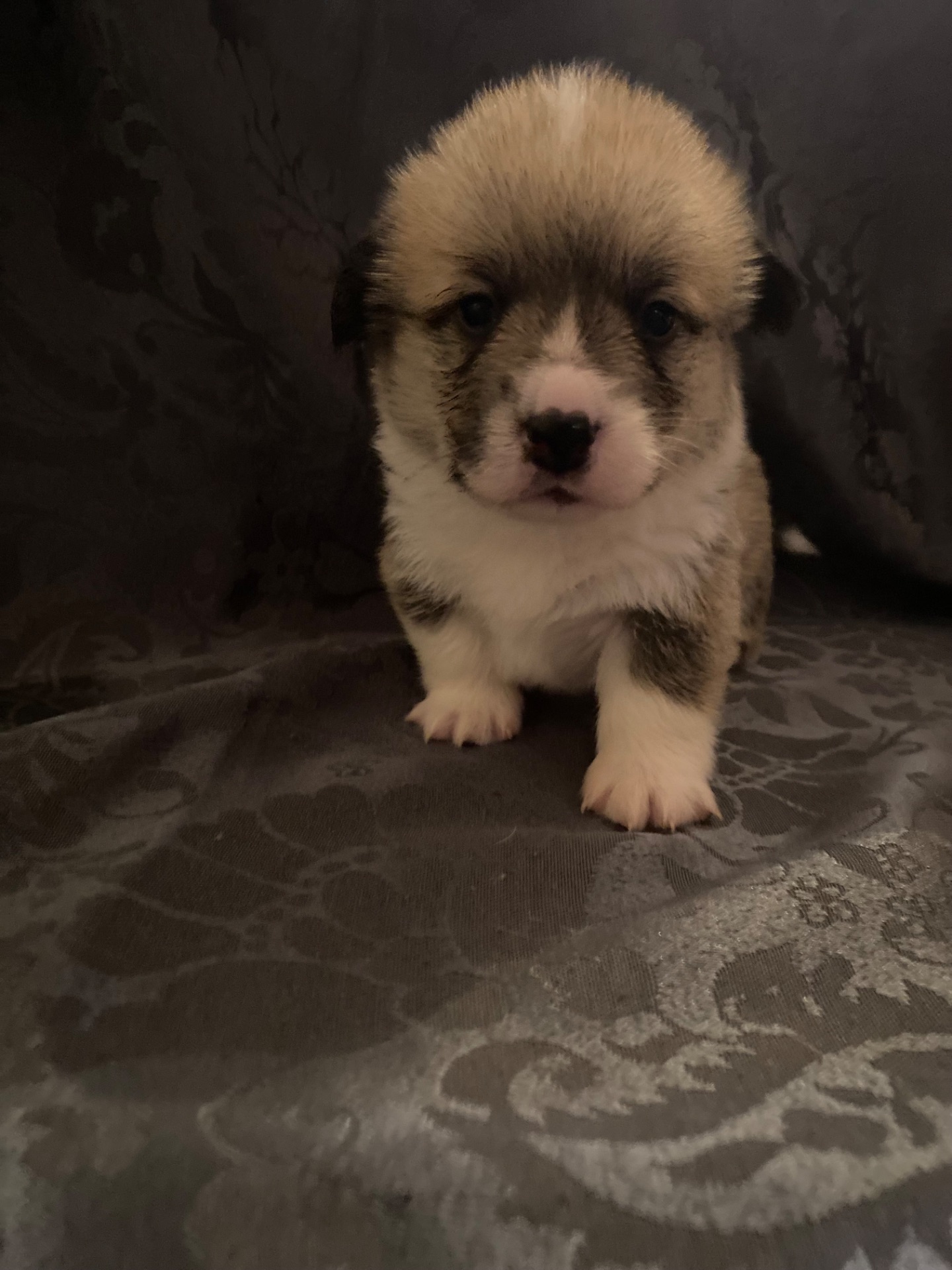 Цуценята Вельш-коргі пемброк