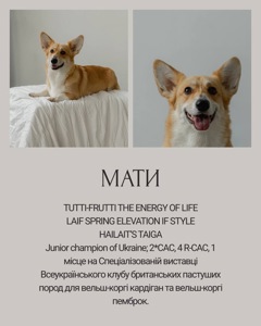 Цуценята Вельш-коргі пемброк