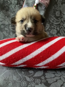 Цуценята Вельш-коргі пемброк