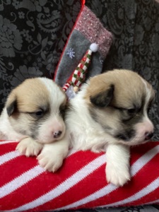 Цуценята Вельш-коргі пемброк