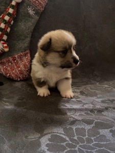 Цуценята Вельш-коргі пемброк