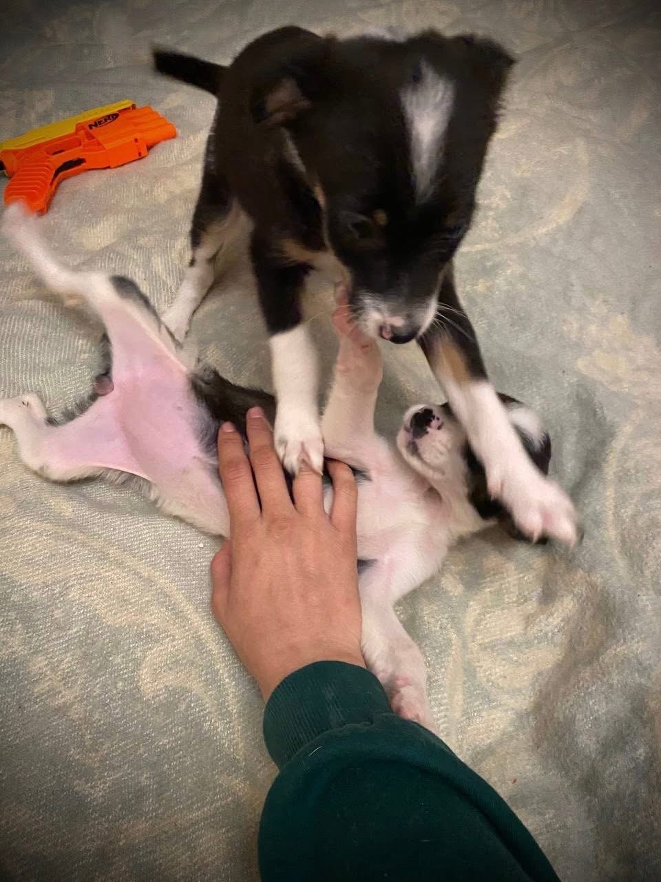 Міні собачки в добрі руки!