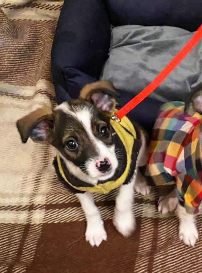 Міні собачки в добрі руки!