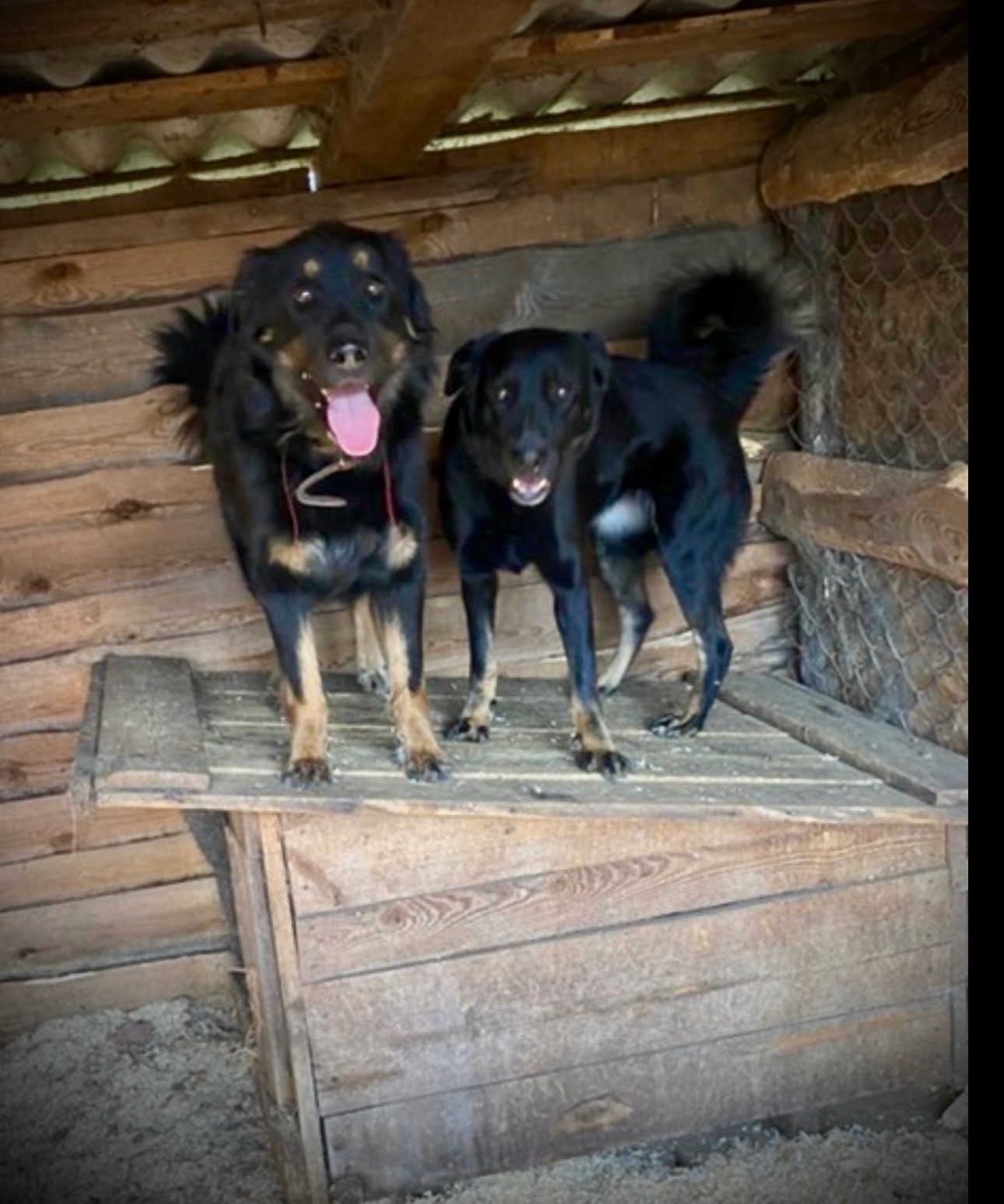 Мікс вівчарки - Джастін в добрі руки!