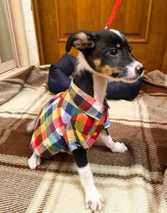 Міні собачки в добрі руки!