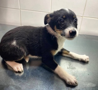 Міні собачки в добрі руки!