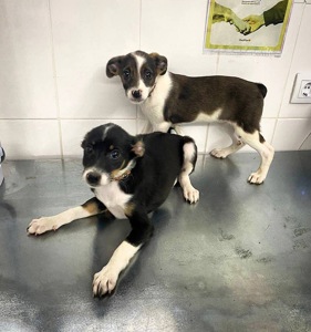 Міні собачки в добрі руки!