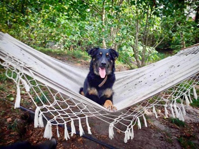 Мікс вівчарки - Джастін в добрі руки!