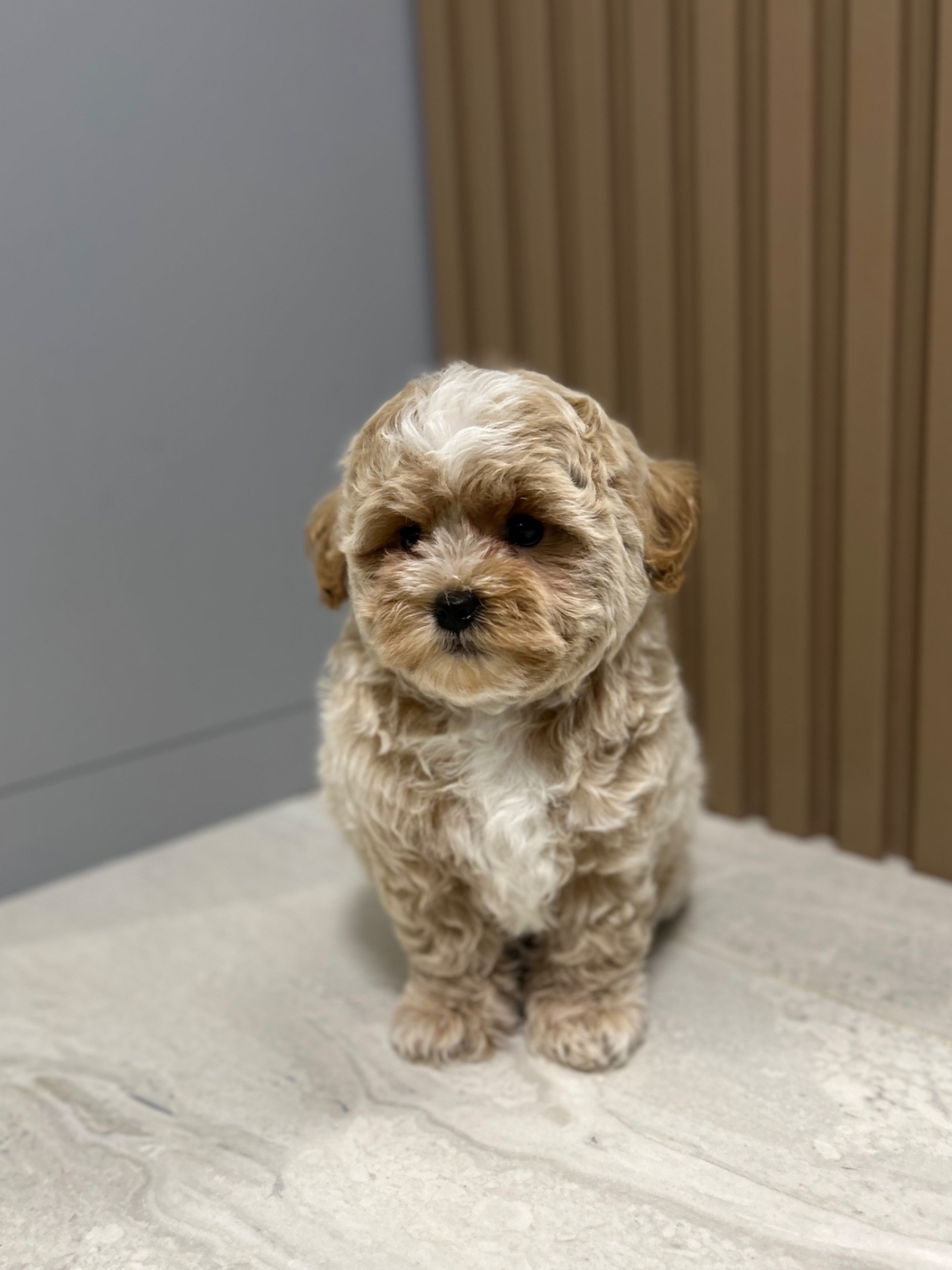 Мальчик мальтипу ф1 беби фейс мини