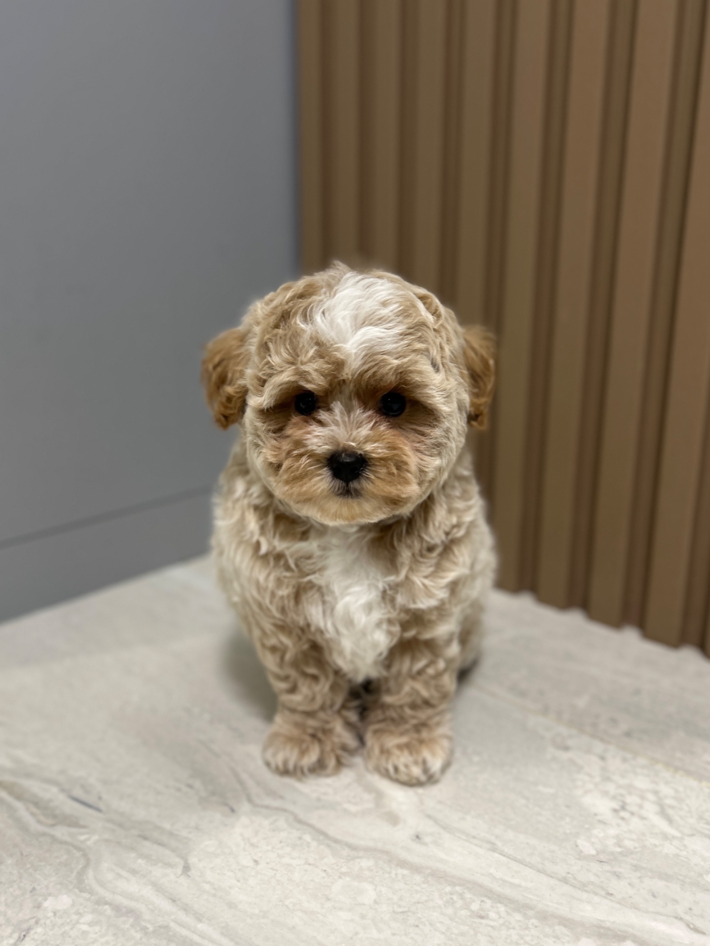 Мальчик мальтипу ф1 беби фейс мини