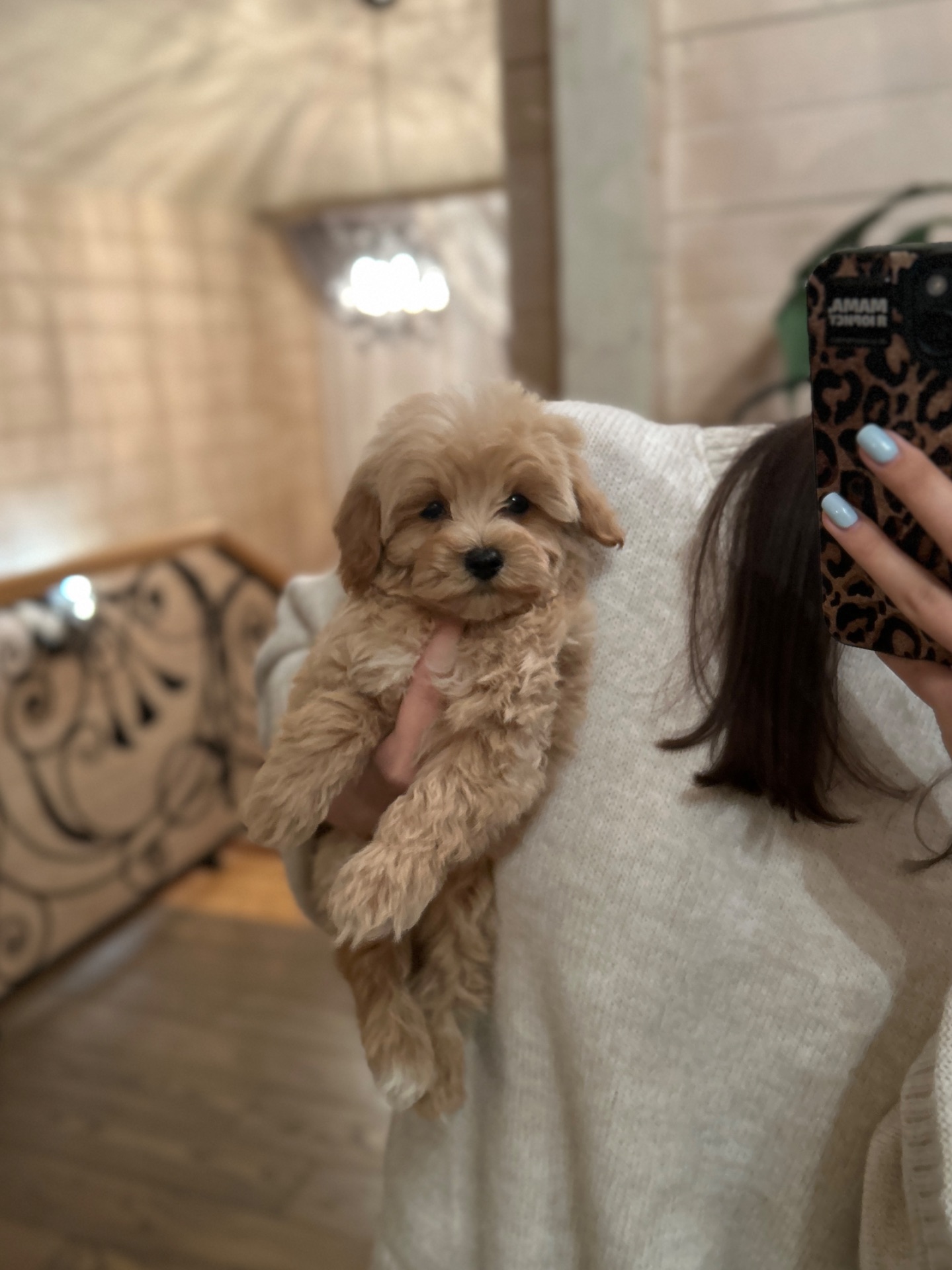 Щенок мальчик мальтипу ф1 мини