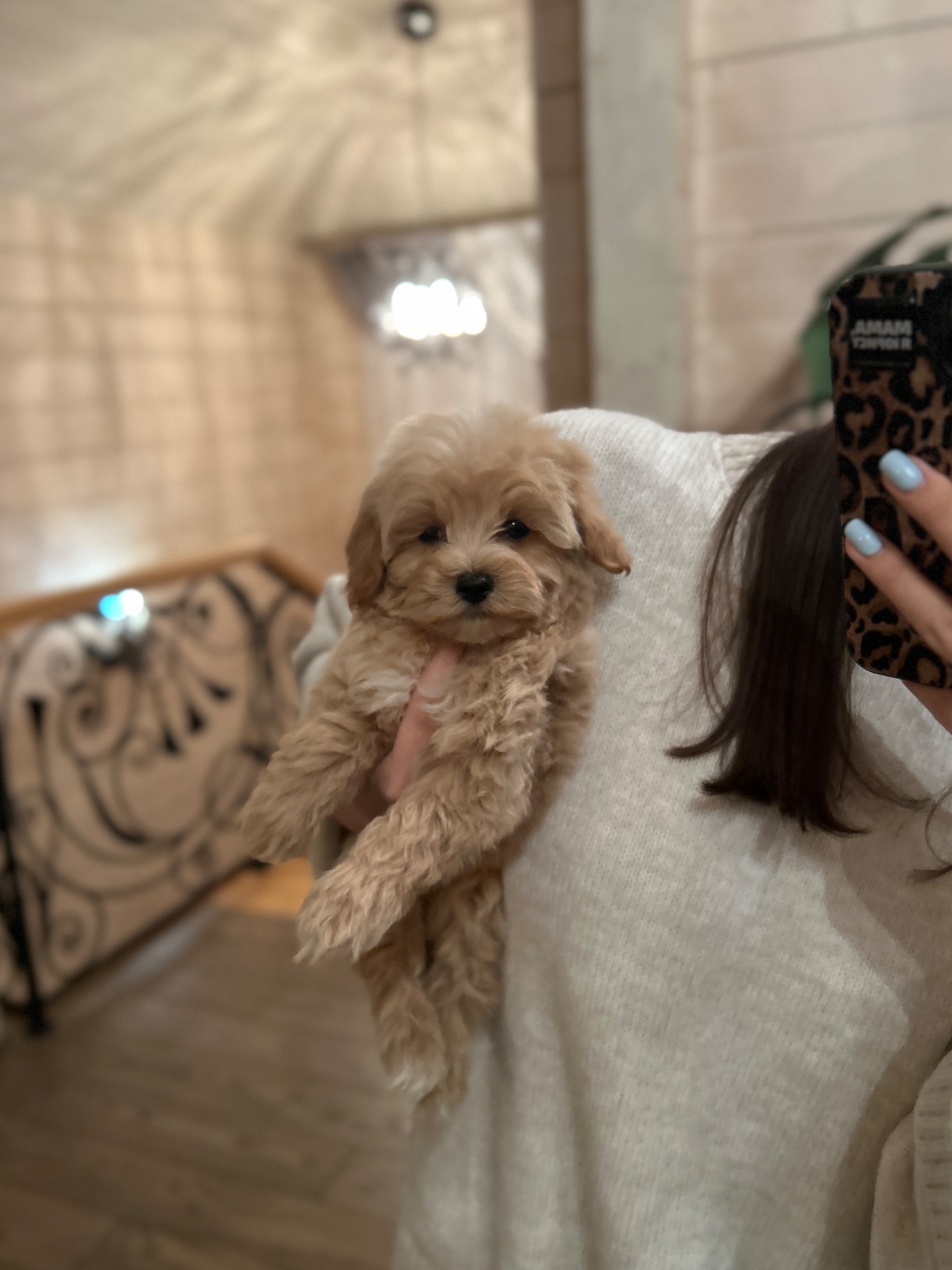 Щенок мальчик мальтипу ф1 мини