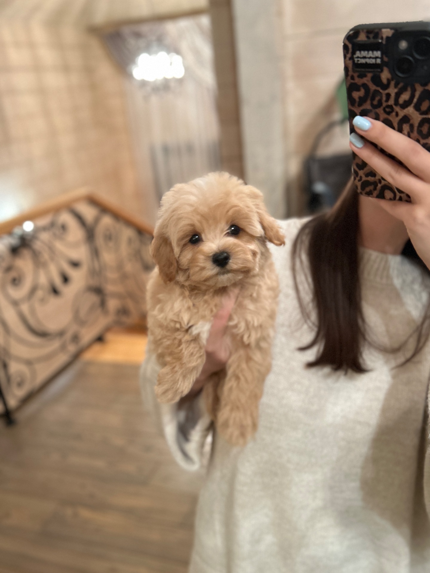 Щенок мальчик мальтипу ф1 мини