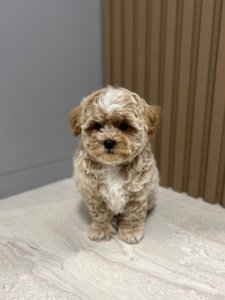 Мальчик мальтипу ф1 беби фейс мини