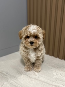 Мальчик мальтипу ф1 беби фейс мини