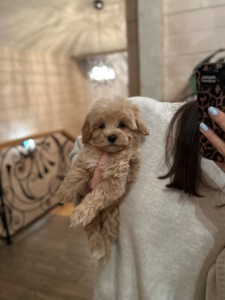 Щенок мальчик мальтипу ф1 мини