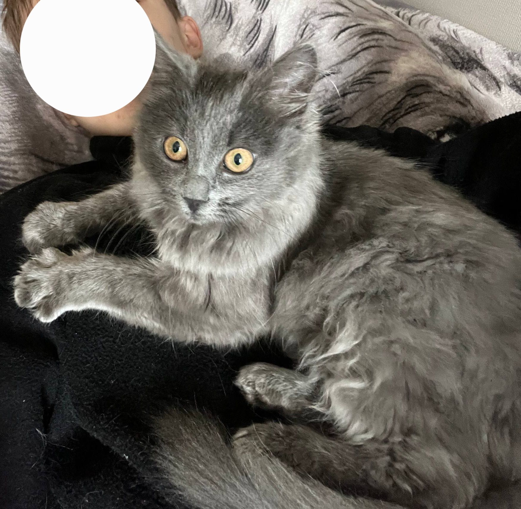 Кошеня нібелунга