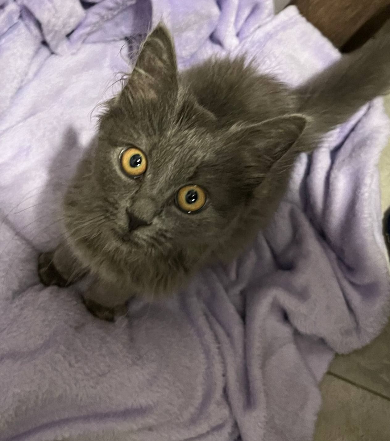 Кошеня нібелунга