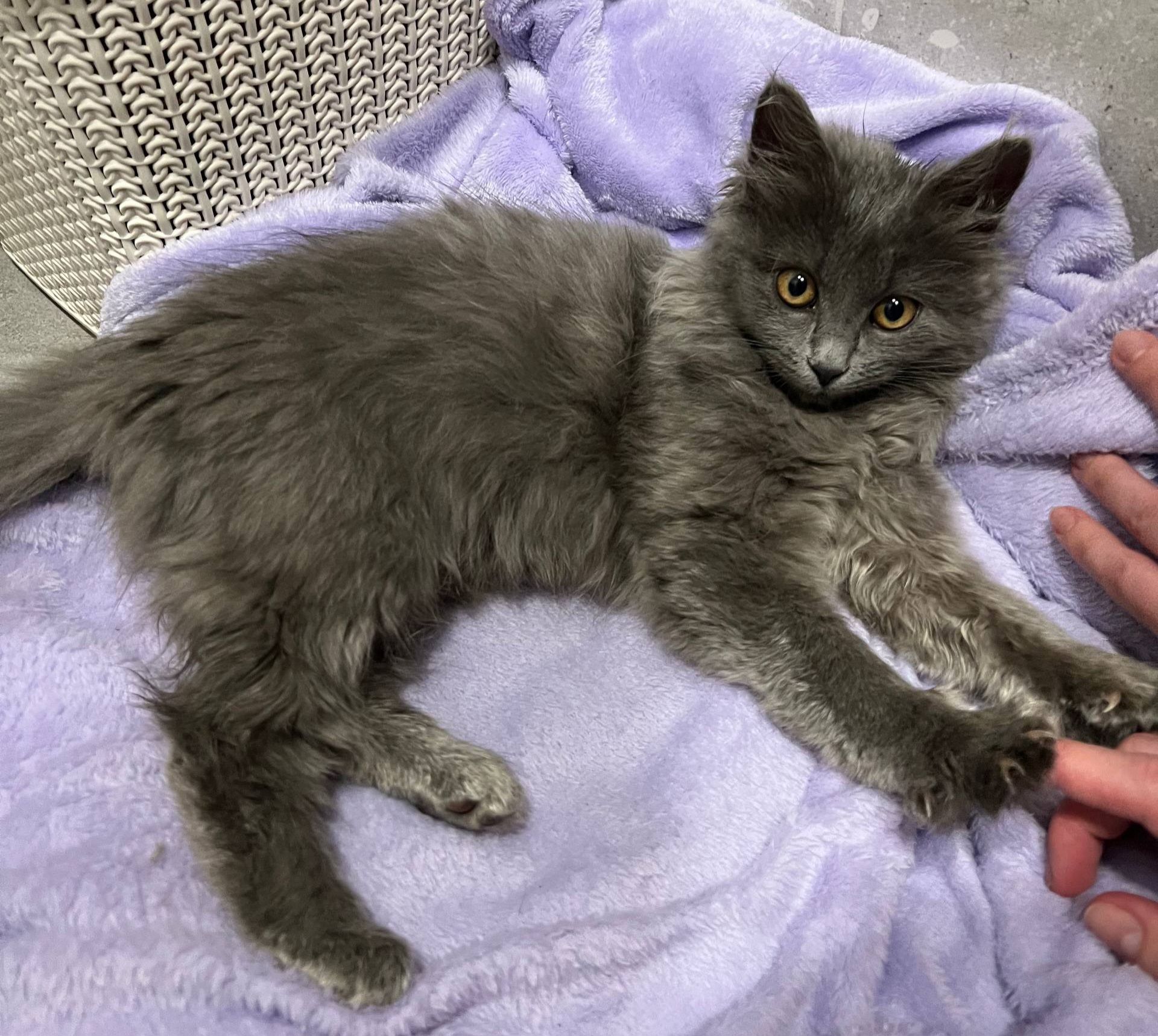 Кошеня нібелунга